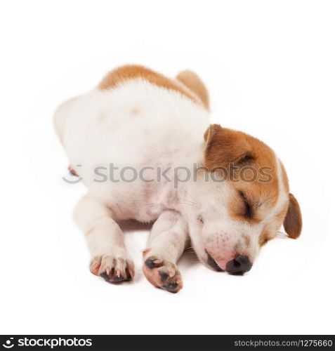 puppy dog lying isolated on white background