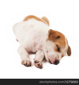 puppy dog lying isolated on white background