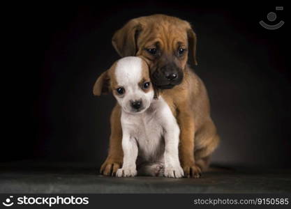 Puppy dog on a black background