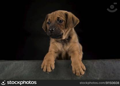 Puppy dog on a black background