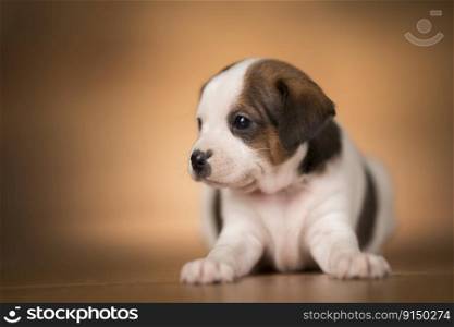 Puppy dog on a wooden background