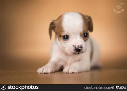 Puppy dog on a wooden background