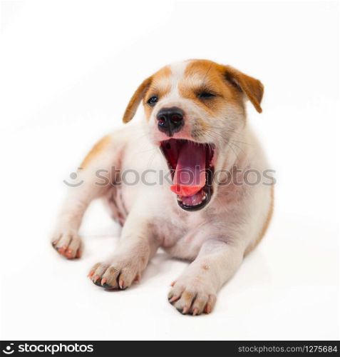 Puppy Dog showing tongue isolated on white background