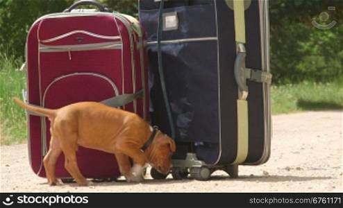 Puppy dog tied to suitcases