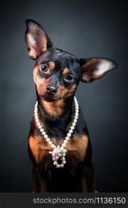 Puppy, dog, toy terrier portrait on a black background. Portrait of dog. woman. Ladies and gentlemen. The concept of duality. Toy terrier in a hat. Toy terrier in pearl beads.