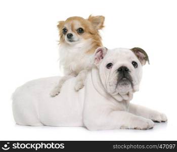 puppy english bulldog and chihuahua in front of white background