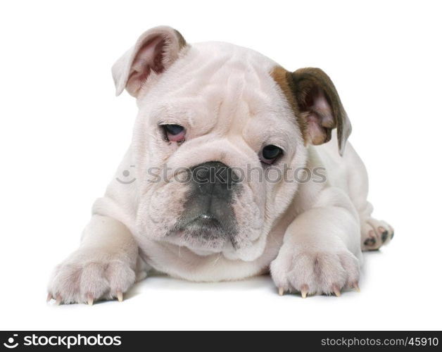 puppy english bulldog in front of white background