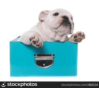 puppy english bulldog in front of white background