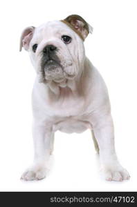 puppy english bulldog in front of white background