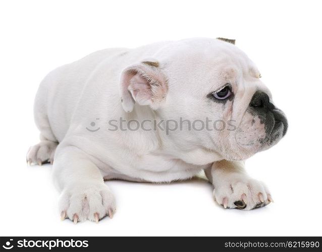 puppy english bulldog in front of white background