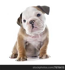 puppy english bulldog in front of white background