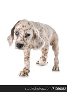 puppy english setter in front of white background