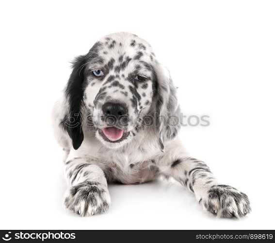 puppy english setter in front of white background