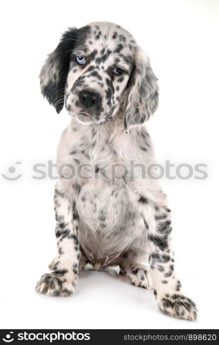 puppy english setter in front of white background