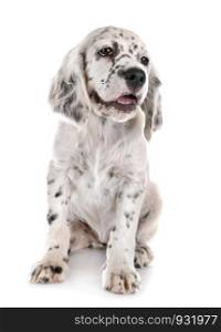 puppy english setter in front of white background