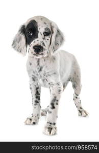 puppy english setter in front of white background