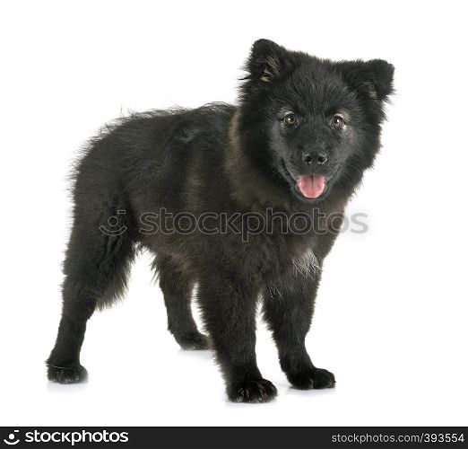 puppy Finnish Lapphund in front of white background