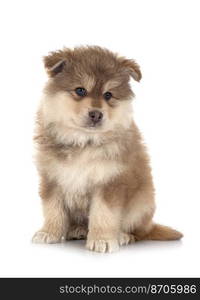 puppy Finnish Lapphund in front of white background