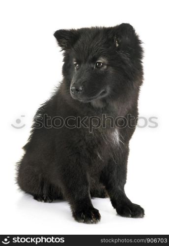 puppy Finnish Lapphund in front of white background