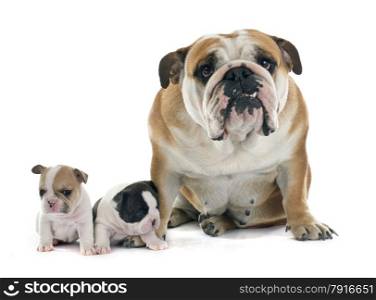 puppy french bulldog and english bulldog in front of white background