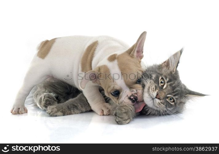 puppy french bulldog and maine coon cat in front of white background