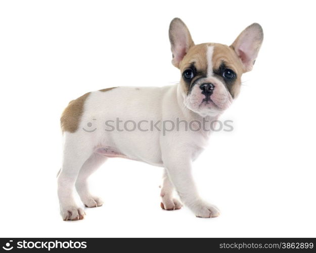 puppy french bulldog in front of white background