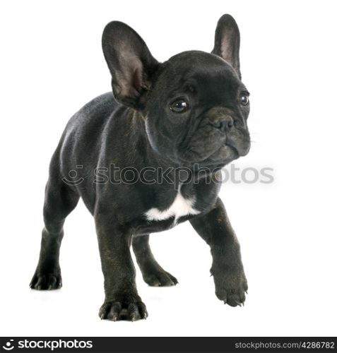 puppy french bulldog in front of white background