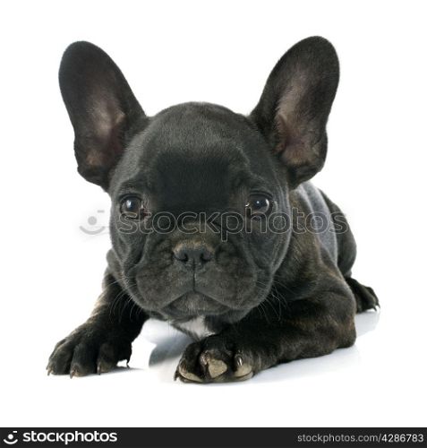 puppy french bulldog in front of white background