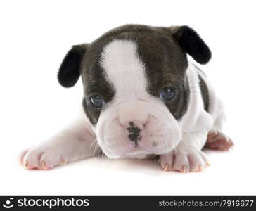 puppy french bulldog in front of white background