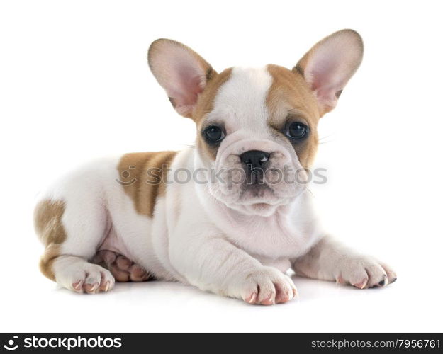 puppy french bulldog in front of white background