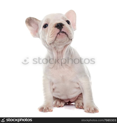 puppy french bulldog in front of white background