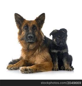 puppy german shepherd and adult in front of white background