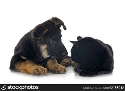 puppy german shepherd and cat in front of white background