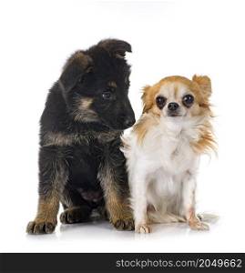 puppy german shepherd and chihuahua in front of white background