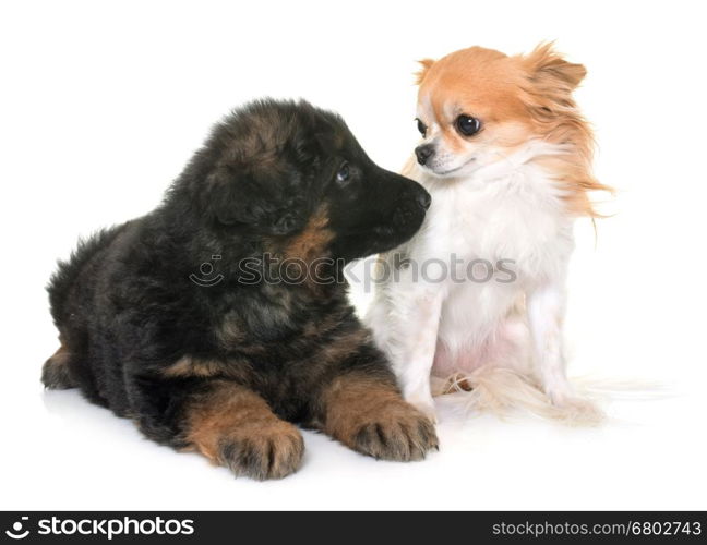 puppy german shepherd and chihuahua in front of white background