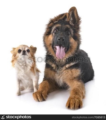 puppy german shepherd and chihuahua in front of white background