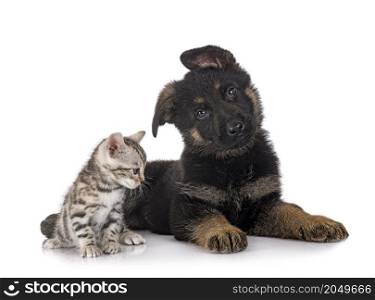 puppy german shepherd and kitten in front of white background