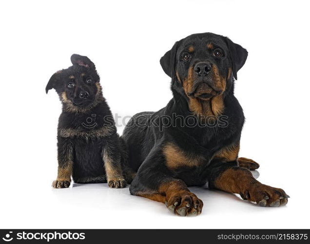 puppy german shepherd and rottweiler in front of white background