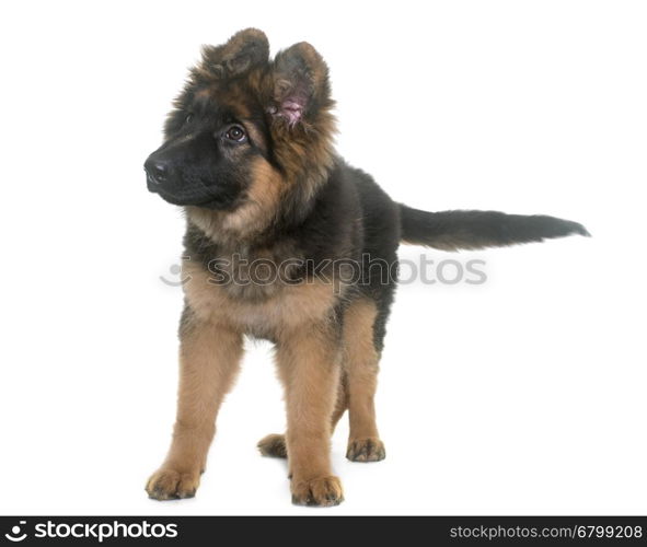 puppy german shepherd in front of white background