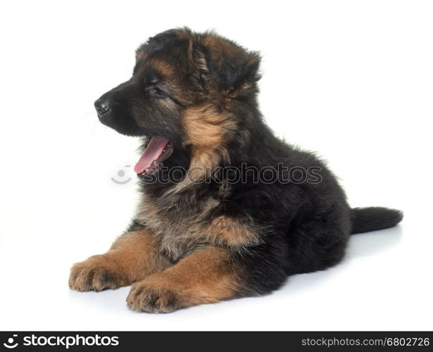 puppy german shepherd in front of white background