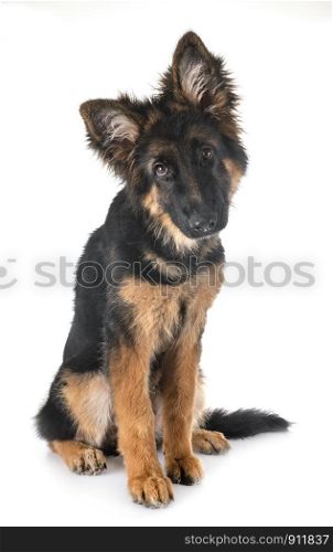 puppy german shepherd in front of white background