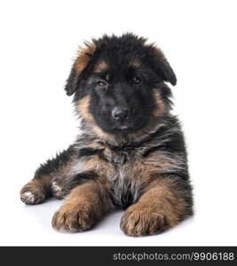 puppy german shepherd in front of white background