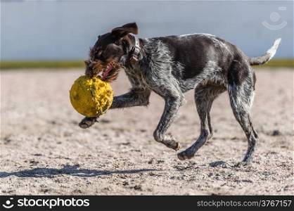 Puppy German wire-haired pointer playing outdoors with a ball