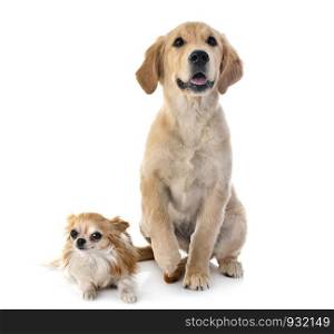 puppy golden retriever and chihuahua in front of white background