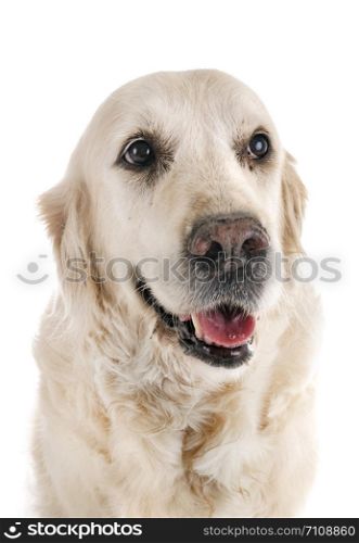 puppy golden retriever in front of white background