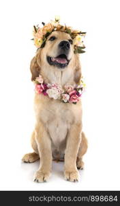 puppy golden retriever in front of white background