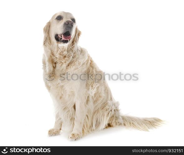 puppy golden retriever in front of white background