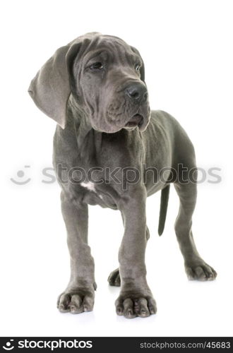 puppy great dane in front of white background