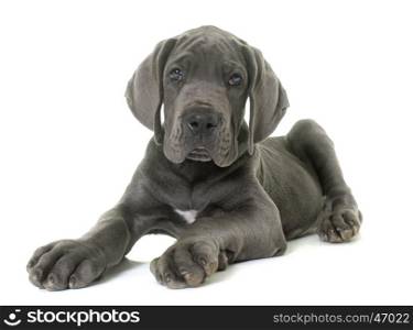 puppy great dane in front of white background