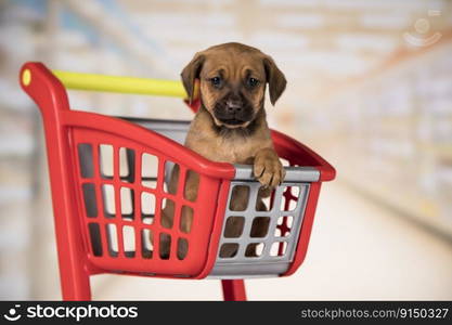 Puppy in a shopping cart